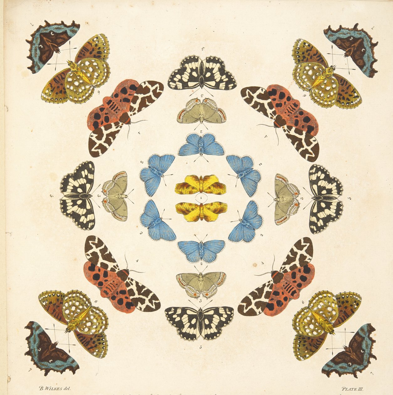 Detail from Plate III, from A Rare Depiction of Butterflies and Moths, pub. 1764 by Benjamin Wilkes