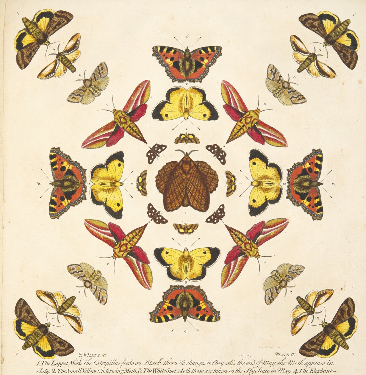 Detail from Plate IX, from A Rare Depiction of Butterflies and Moths, pub. 1764 by Benjamin Wilkes