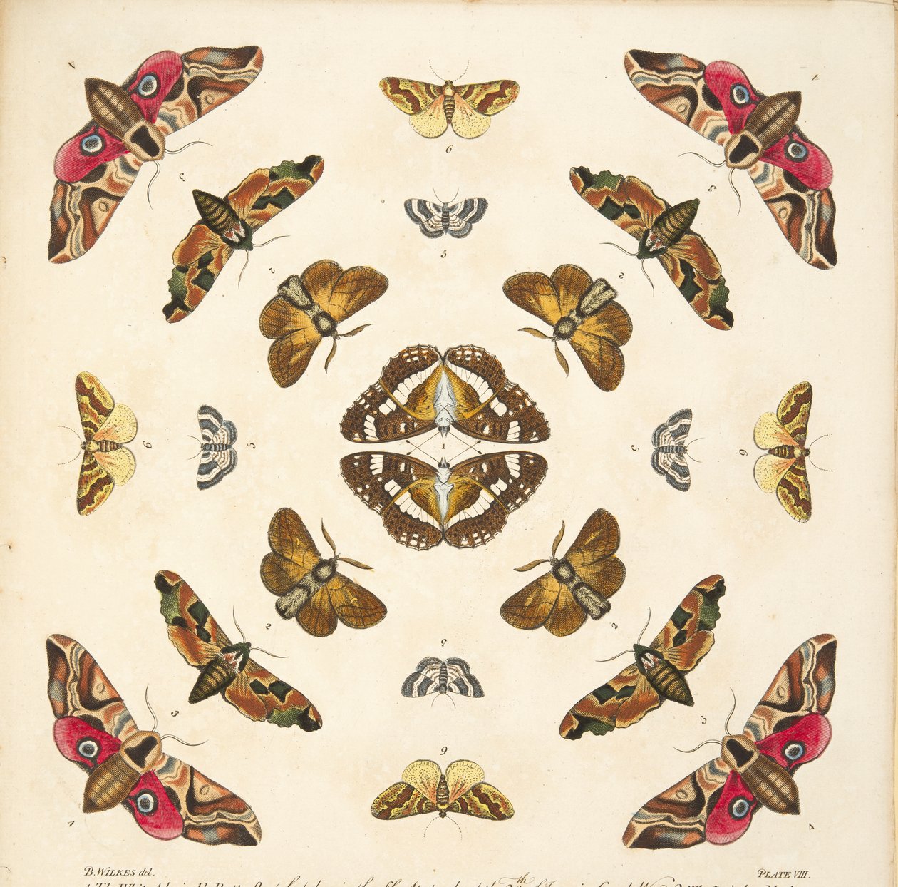 Detail from Plate VIII, from A Rare Depiction of Butterflies and Moths, pub. 1764 by Benjamin Wilkes