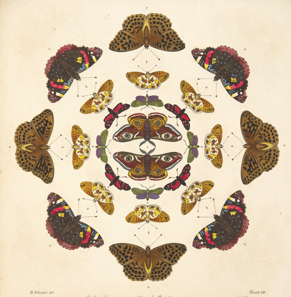 Detail from Plate VII, from A Rare Depiction of Butterflies and Moths, pub. 1764 by Benjamin Wilkes