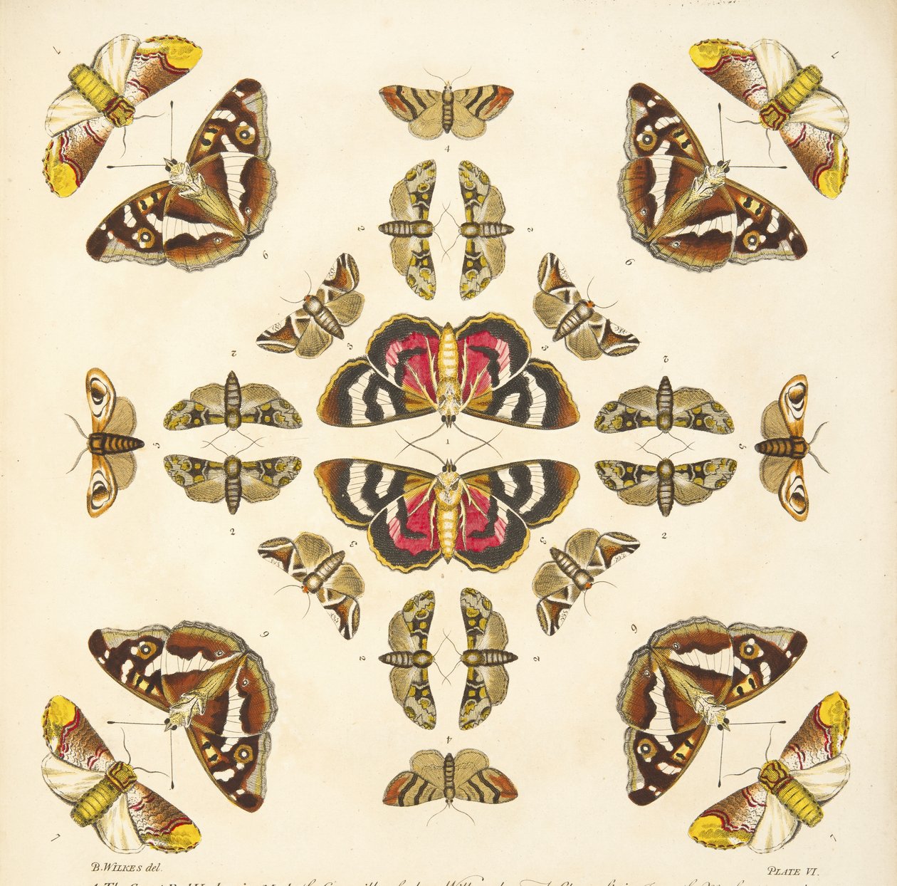 Detail from Plate VI, from A Rare Depiction of Butterflies and Moths, pub. 1764 by Benjamin Wilkes