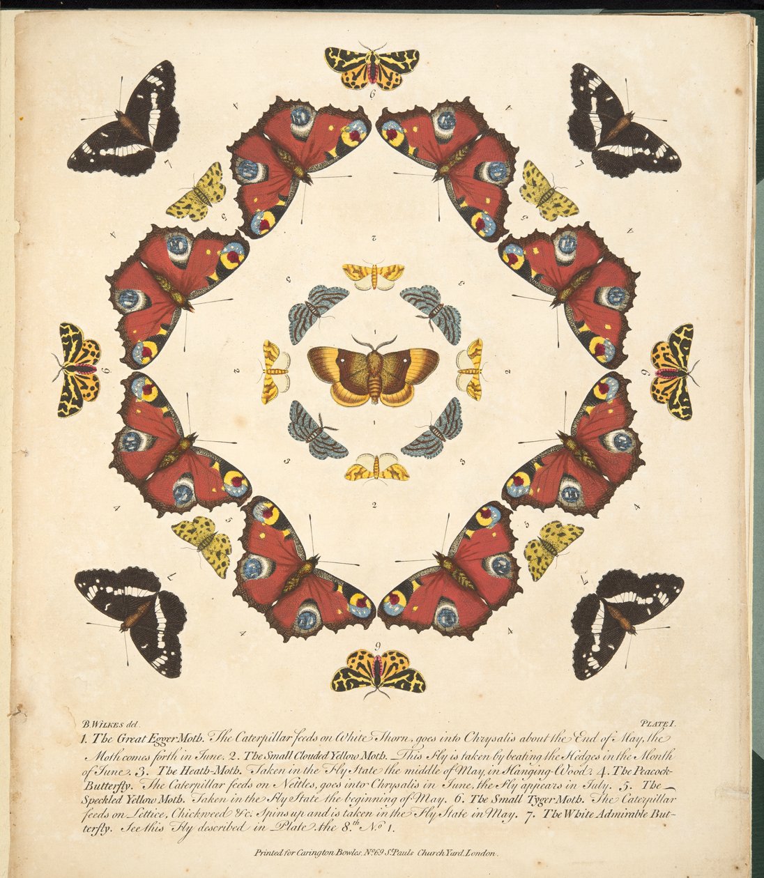 Plate 1, from A Rare Depiction of Butterflies and Moths, pub. 1764 by Benjamin Wilkes