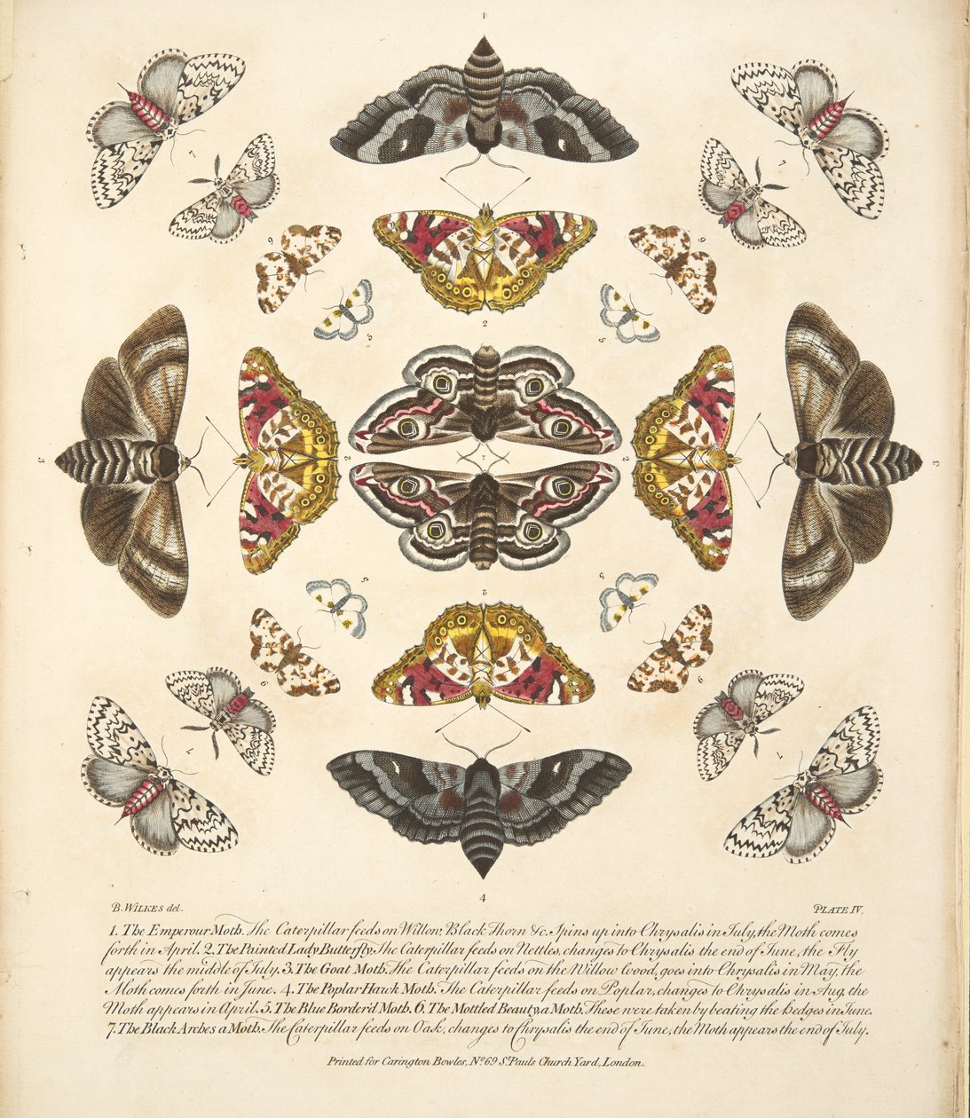 Plate IV, from A Rare Depiction of Butterflies and Moths, pub. 1764 by Benjamin Wilkes