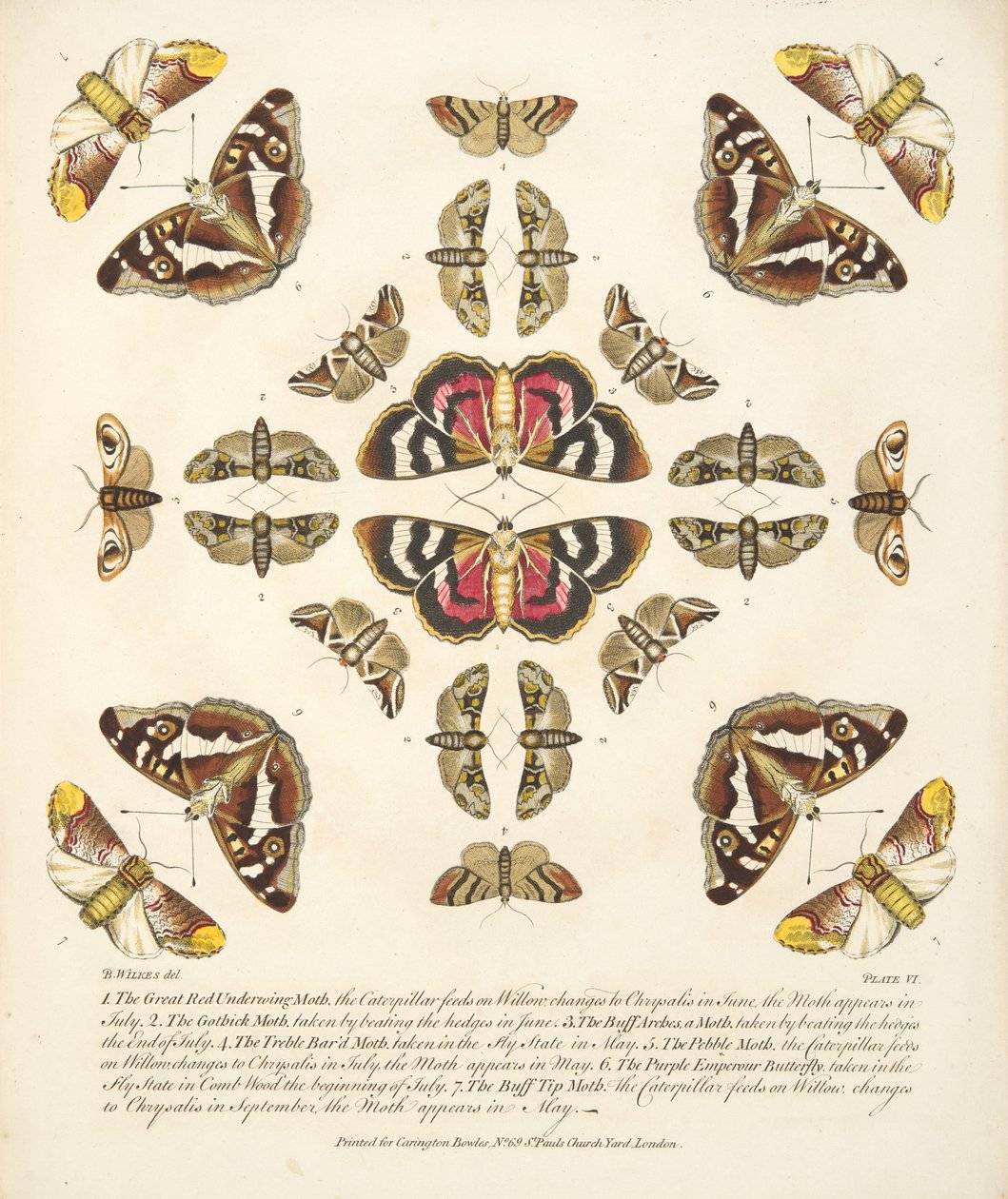 Plate VI, from A Rare Depiction of Butterflies and Moths, pub. 1764 by Benjamin Wilkes