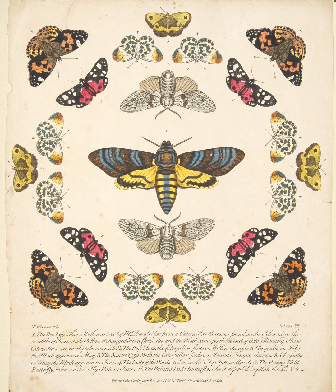 Plate XII, from 