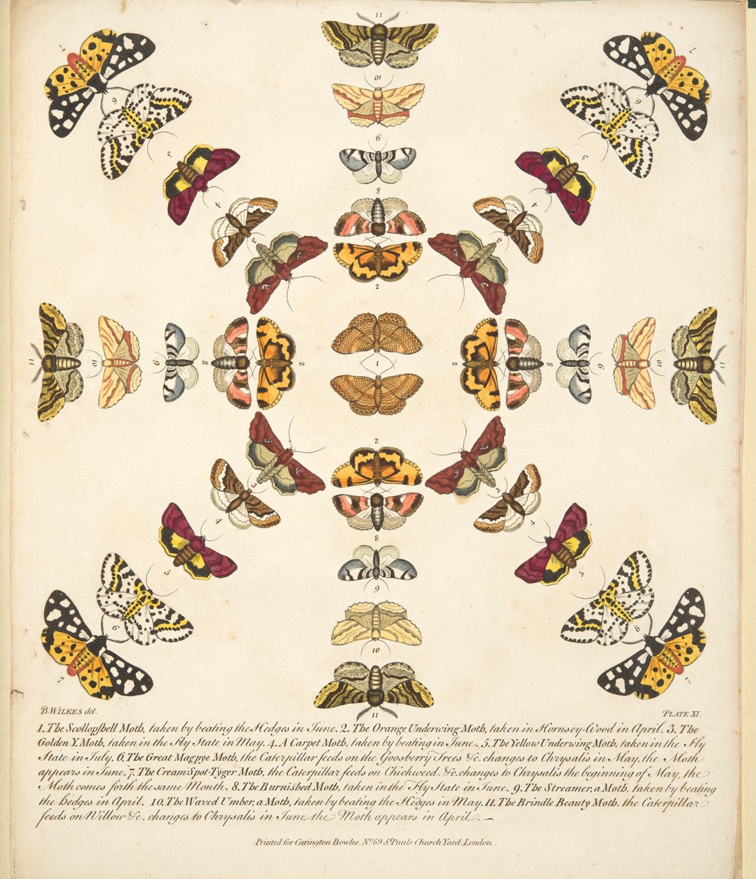 Plate XI, from A Rare Depiction of Butterflies and Moths, pub. 1764 by Benjamin Wilkes