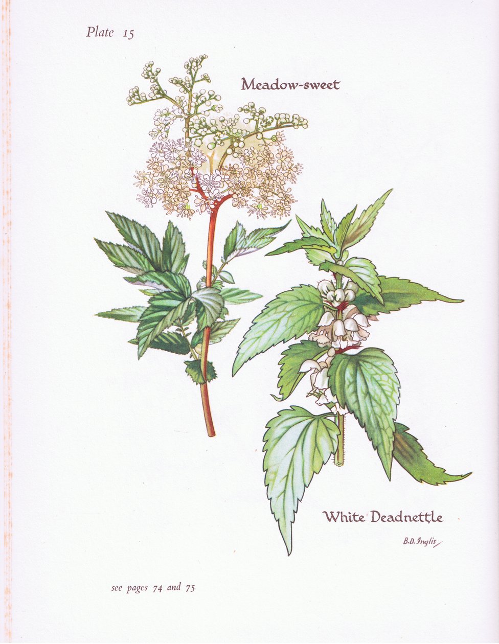 White Deadnettle, Meadow Sweet by Bessie D. Inglis