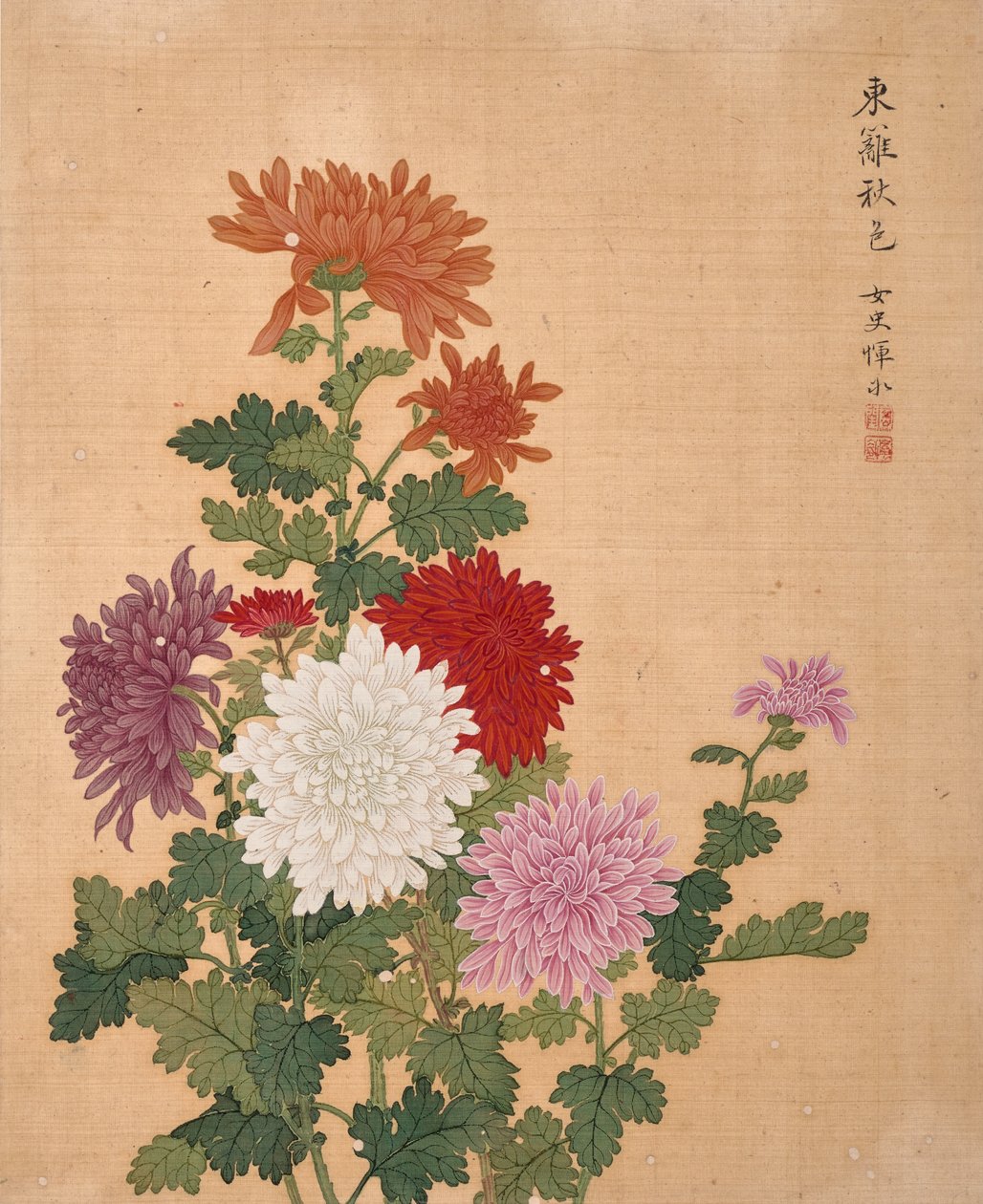 Chrysanthemum from Album of Flowers by Bing Yun