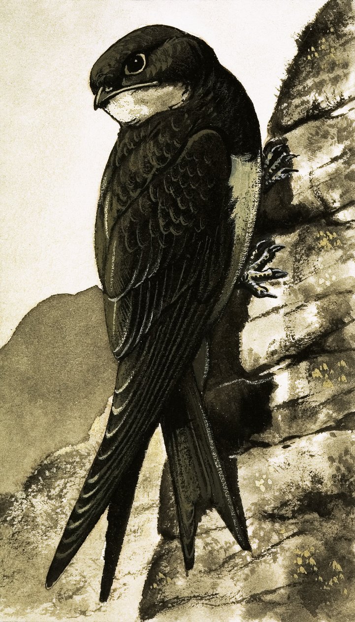 The Swift by Bob Hersey