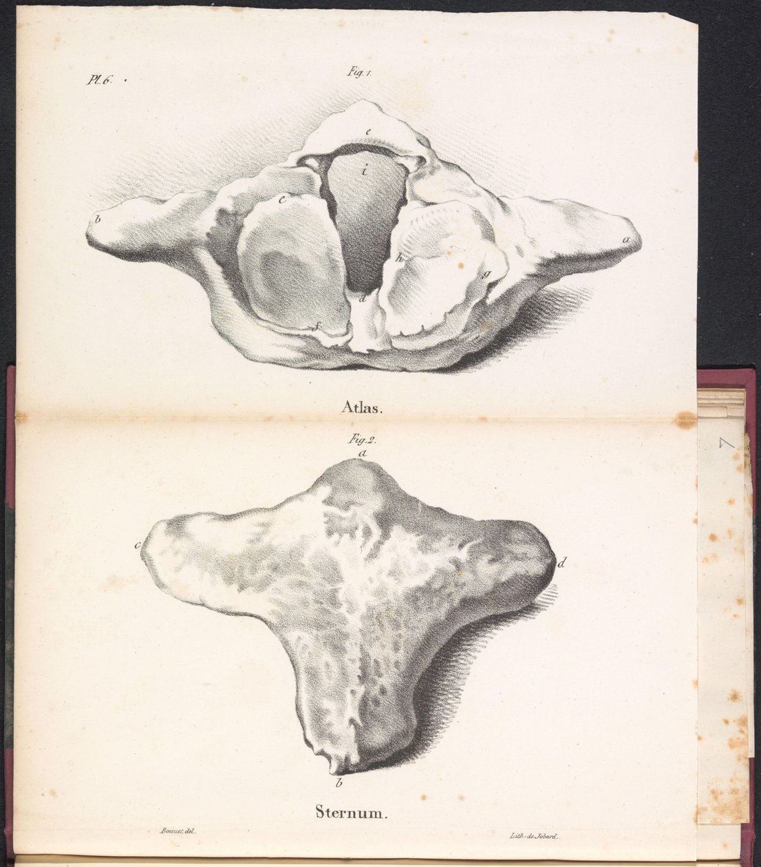 Atlas and sternum of the whale, 1827 by Bossuet