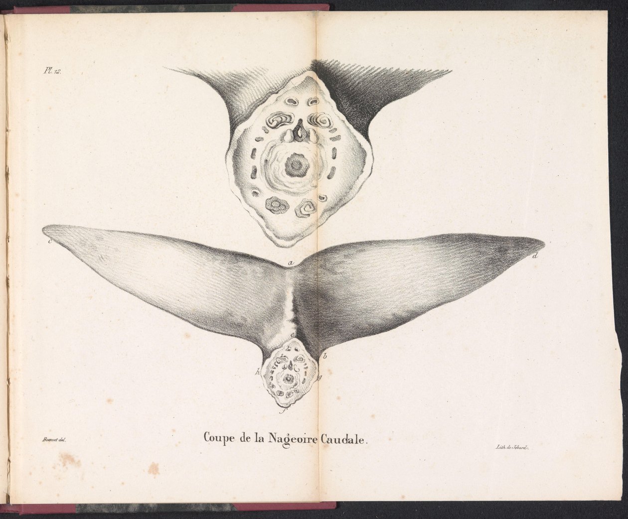 Cross-Section of the Whale