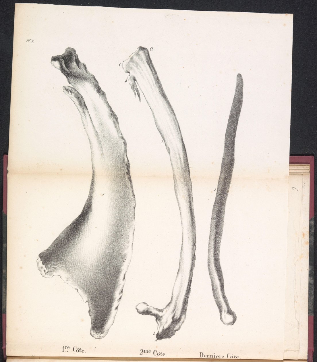 Three Whale Ribs, 1827 by Bossuet