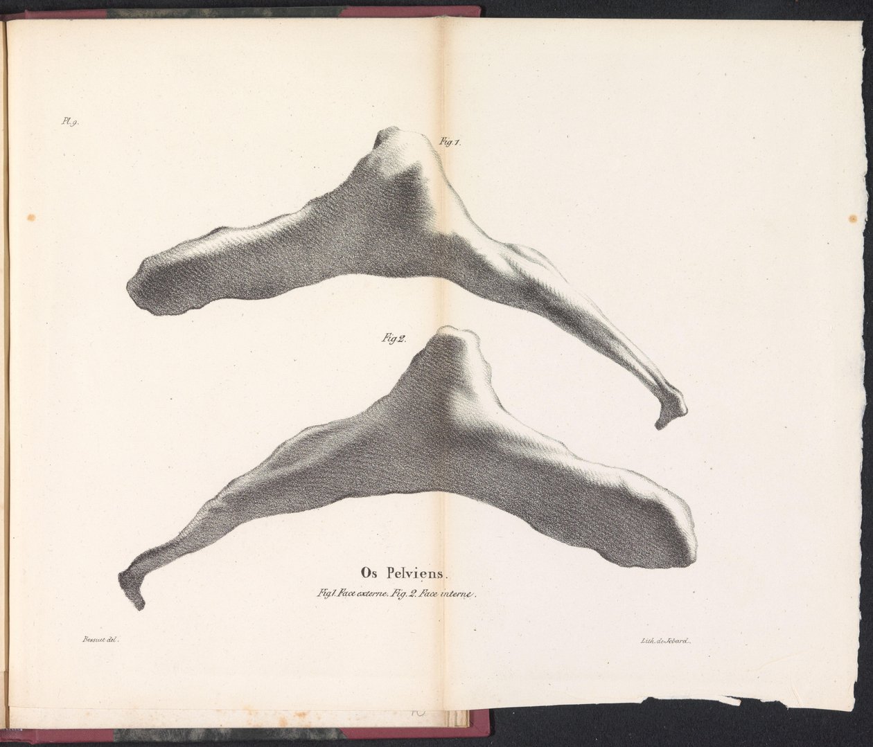 Hip Bone of the Whale, 1827 (title on object: Os Pelviens) by Bossuet