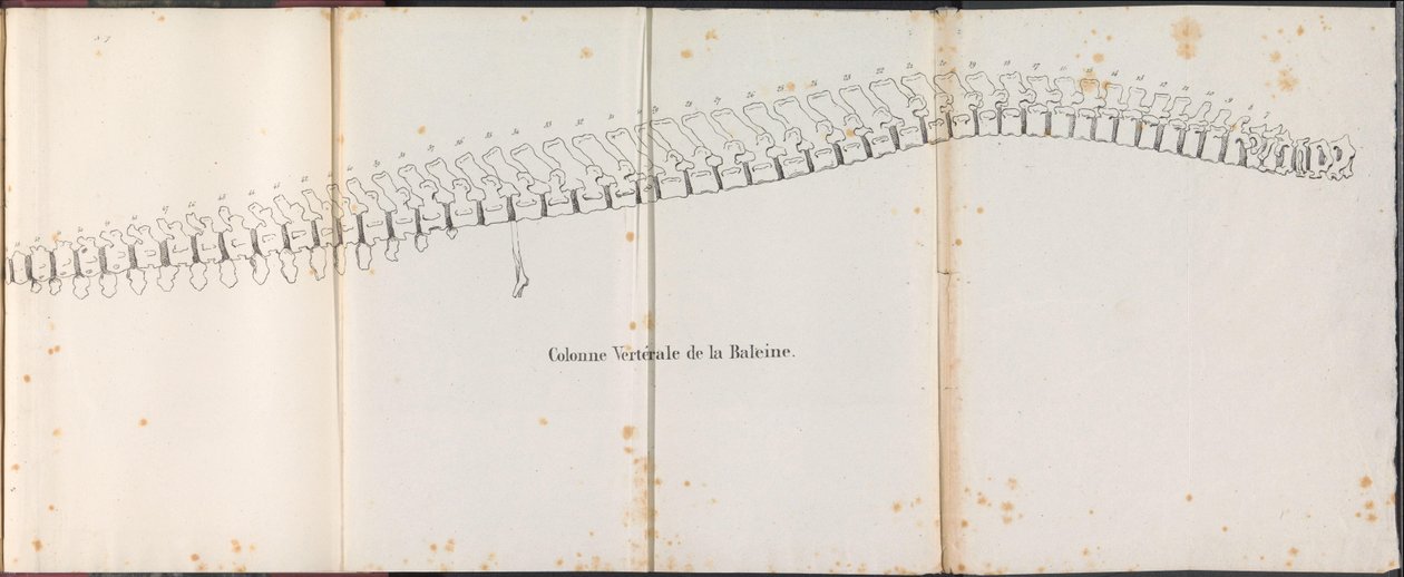 Spine of the Whale, 1827 Colonne Vertébrale de la Baleine (title on object) by Bossuet