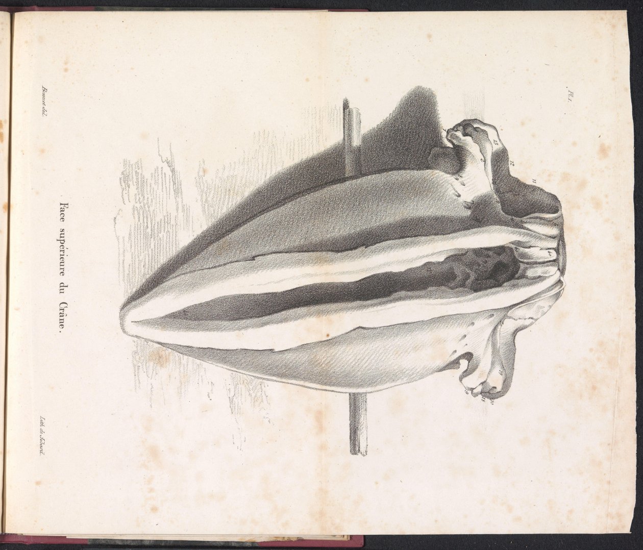 Whale Skull, 1827 by Bossuet