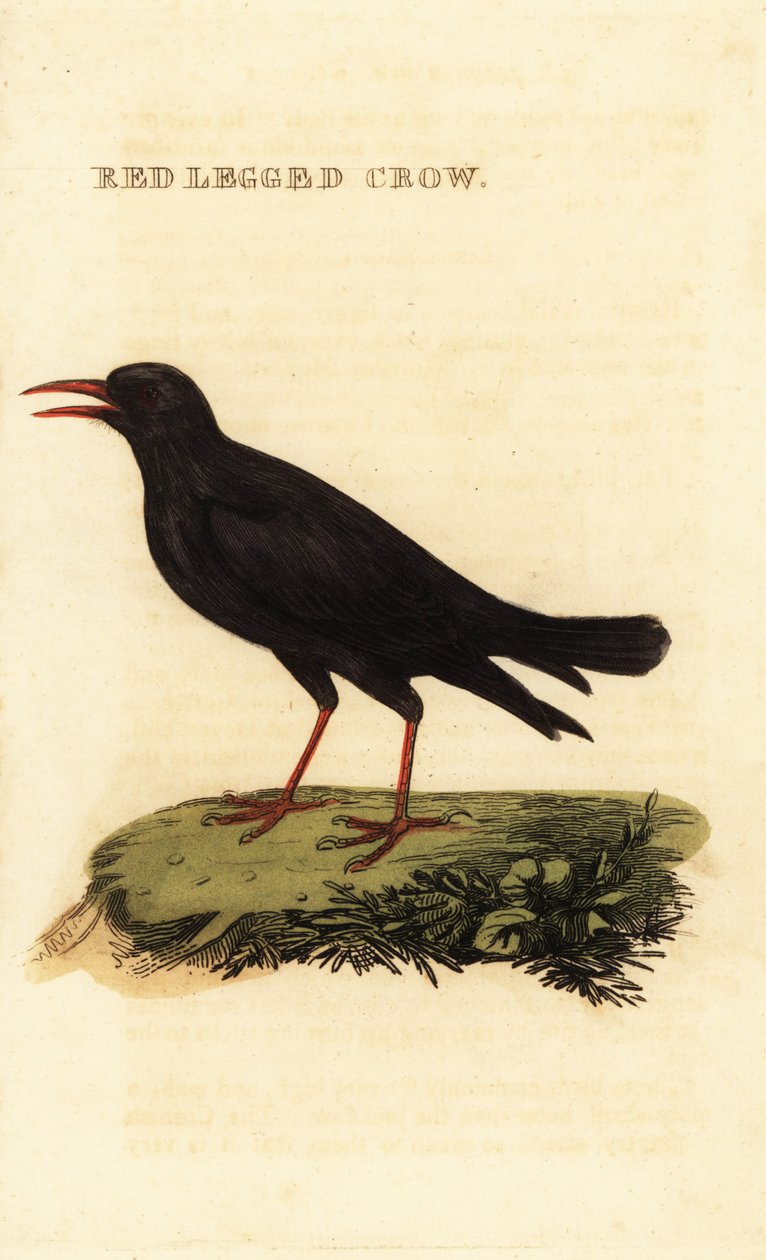 Red-billed chough, Pyrrhocorax pyrrhocorax by British School