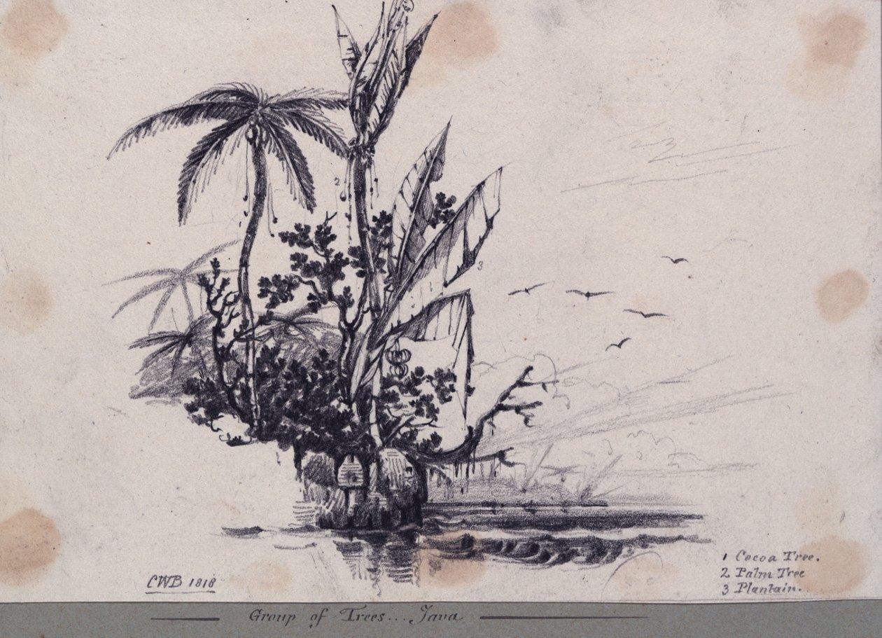 Group of Trees... Java. 1. Cocoa Tree, 2. Palm Tree, 3. Plantain by C.W. Browne