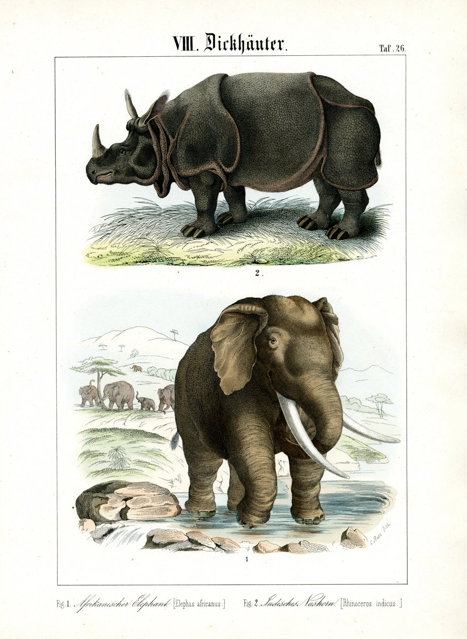 African Elephant and Indian Rhinoceros by C. Roth