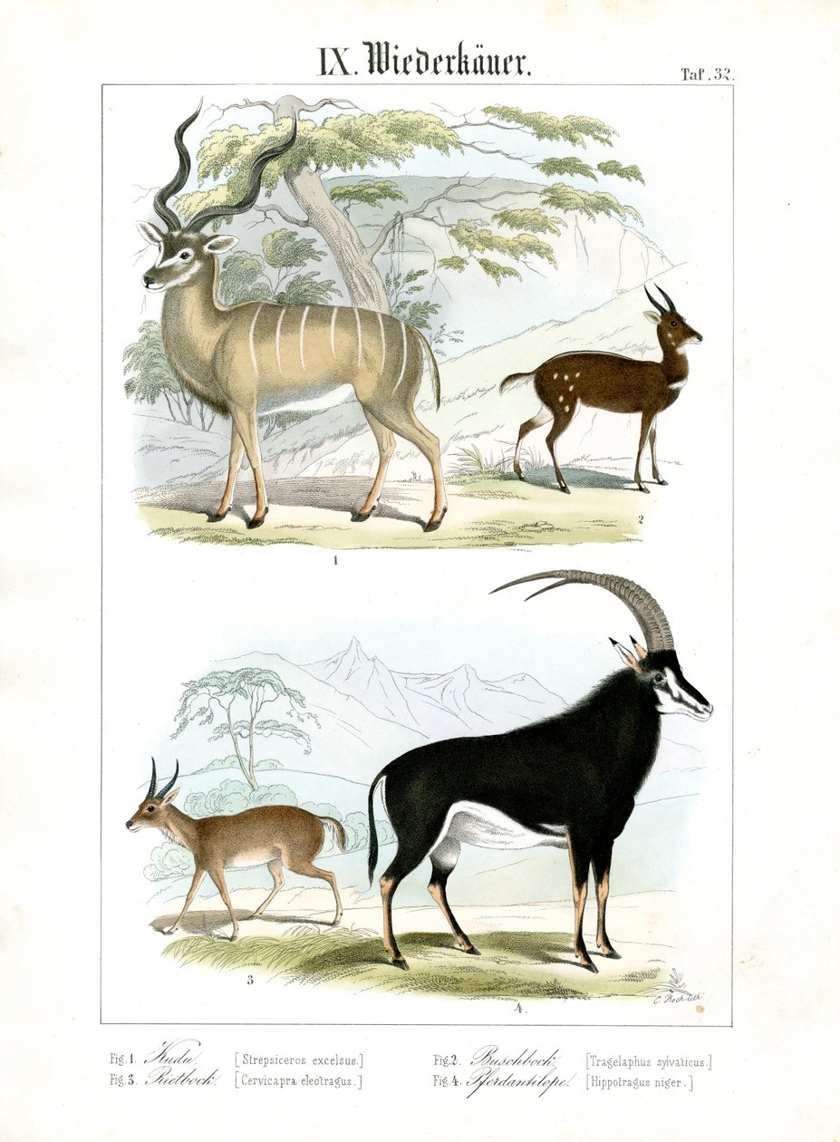 African and Asian Antelopes by C. Roth