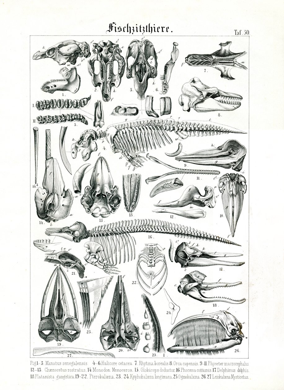 Anatomical Illustration of Marine Mammals by C. Roth