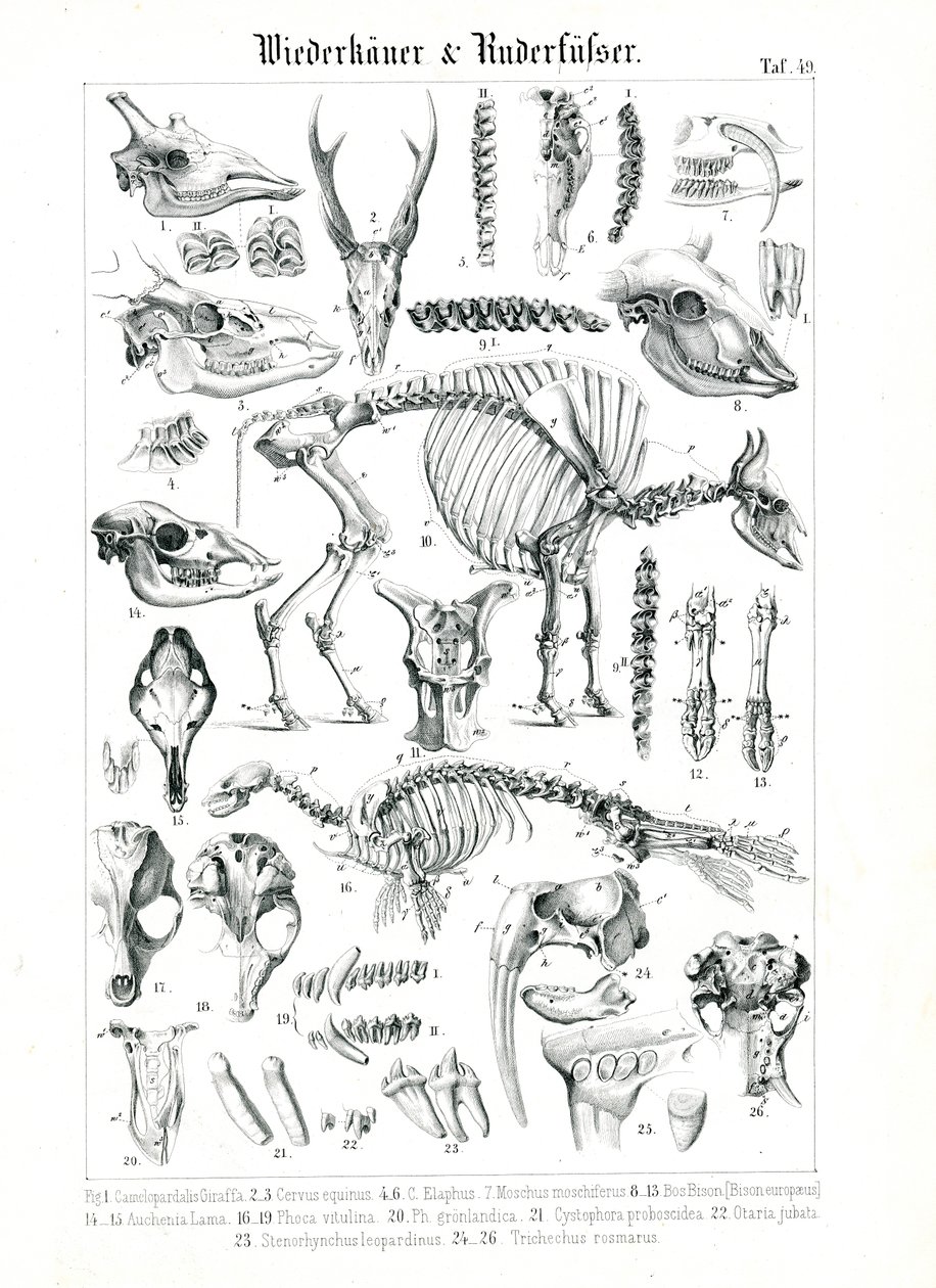 Anatomical Illustration of Ruminants and Pinnipeds by C. Roth