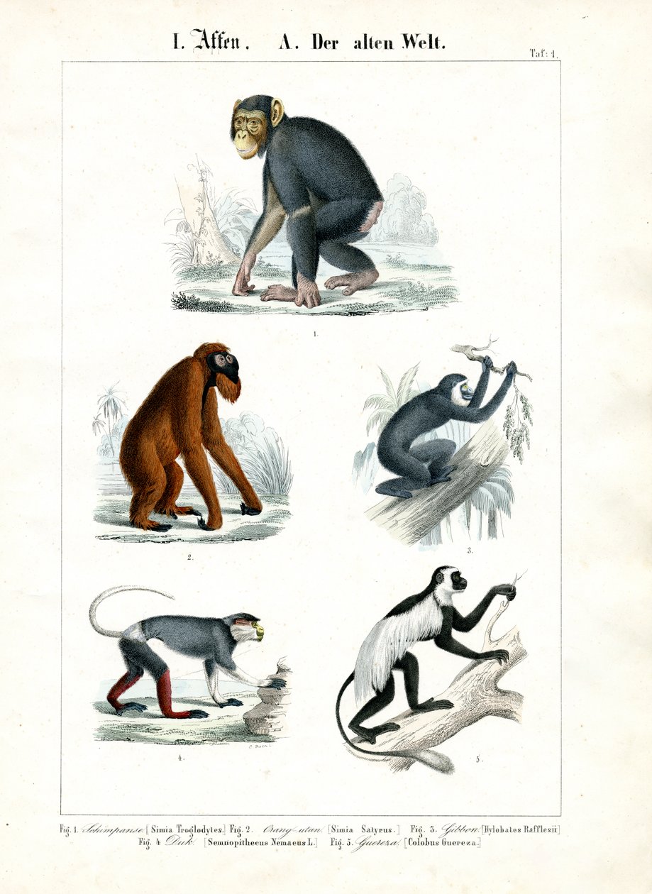 Apes of the Old World by C. Roth