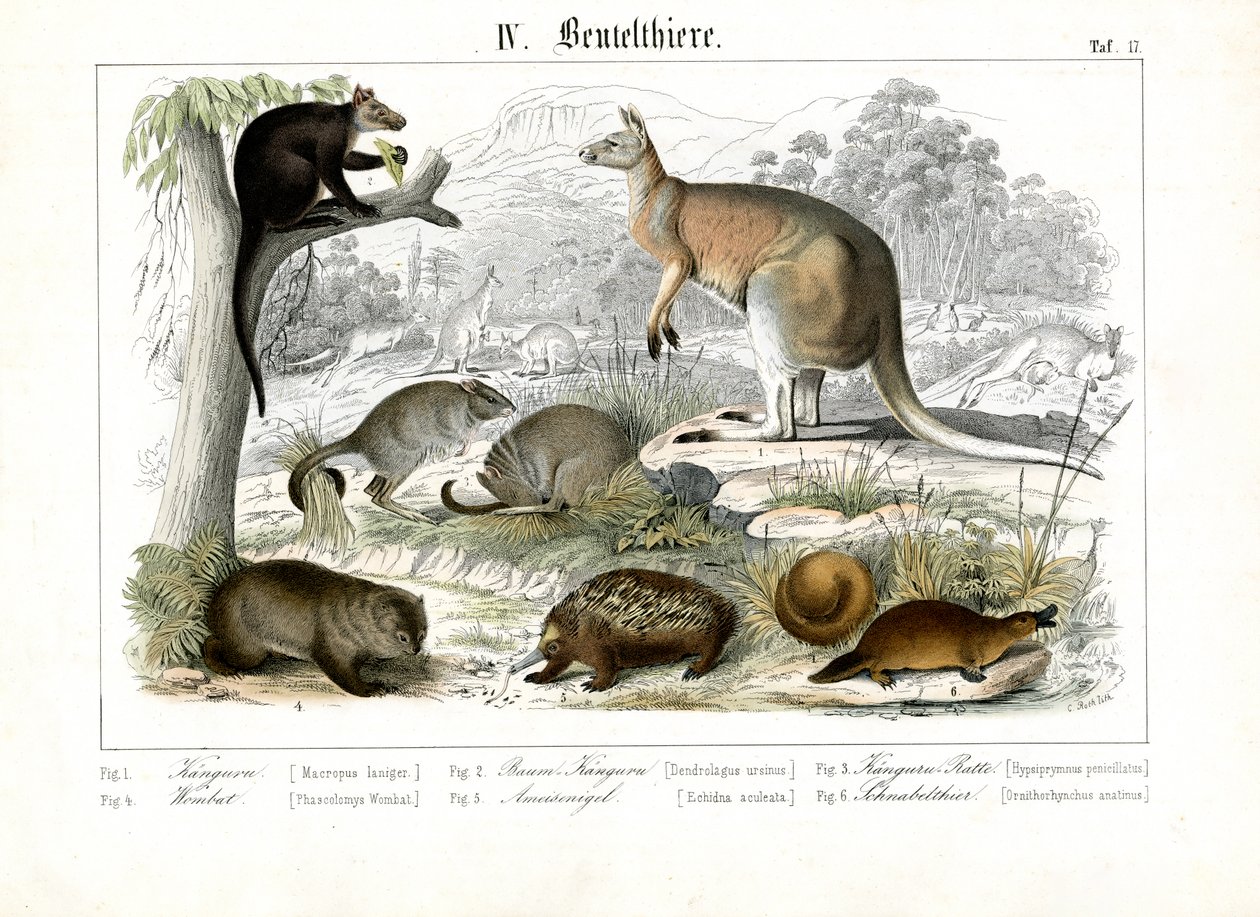Australian Marsupials and Monotremes by C. Roth