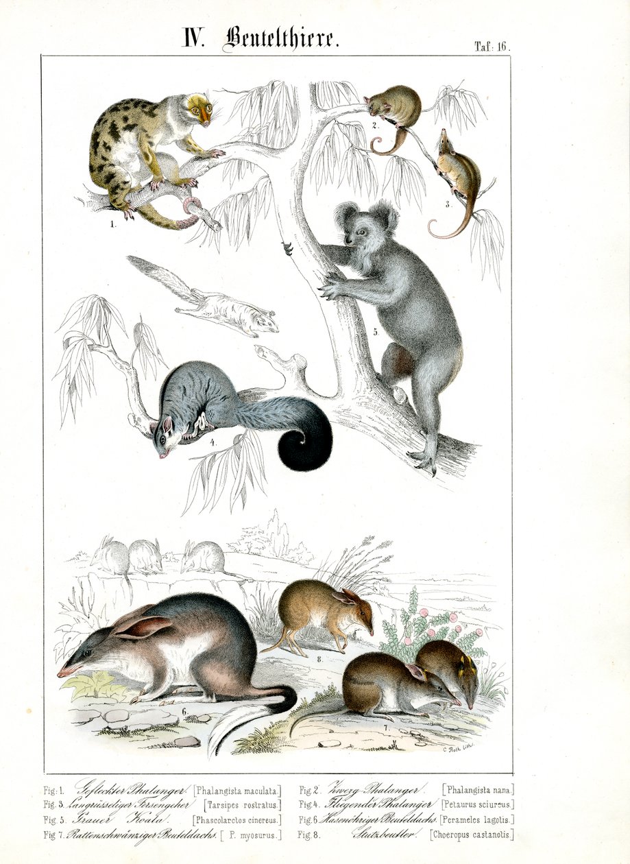 Australian Marsupials in their Natural Habitat by C. Roth