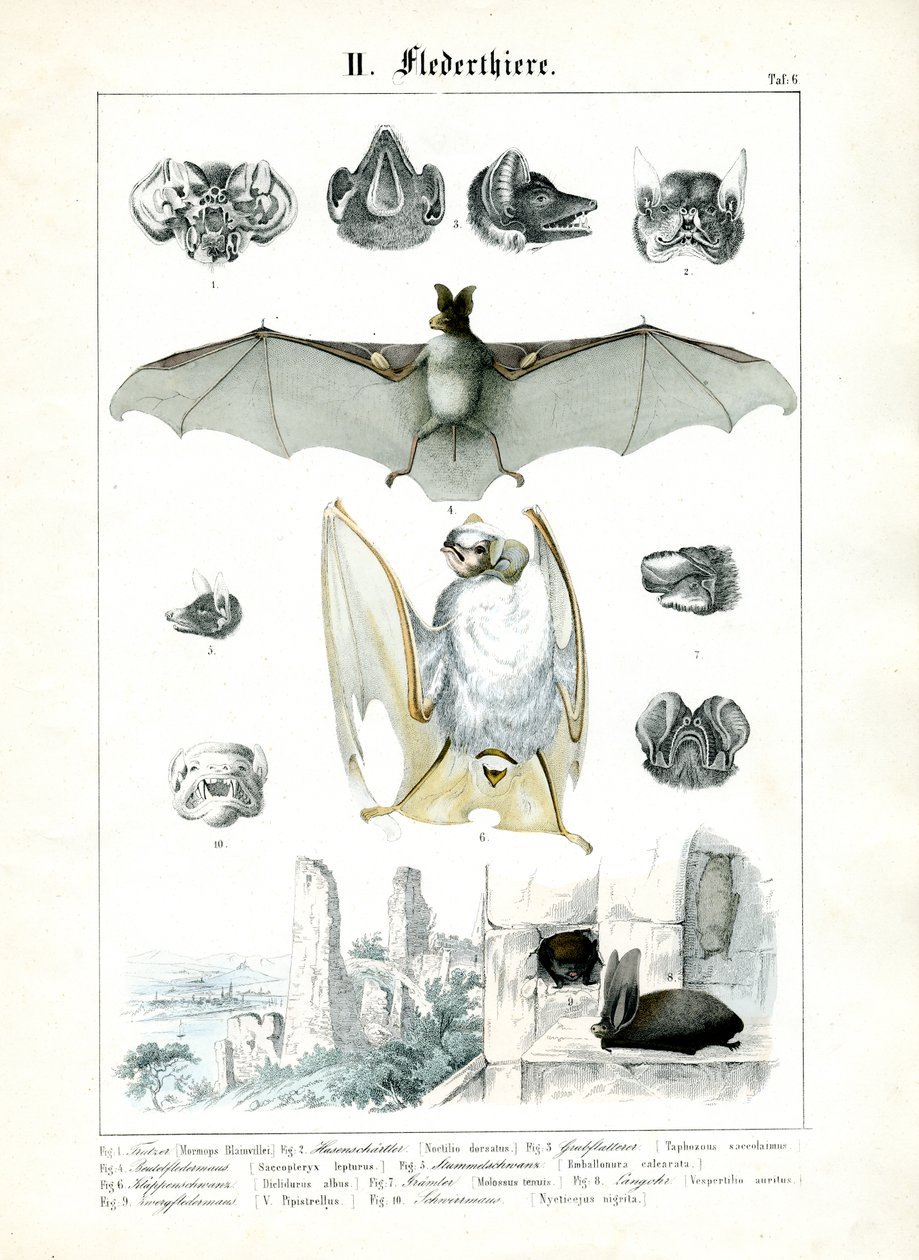 Bats and Their Anatomy by C. Roth