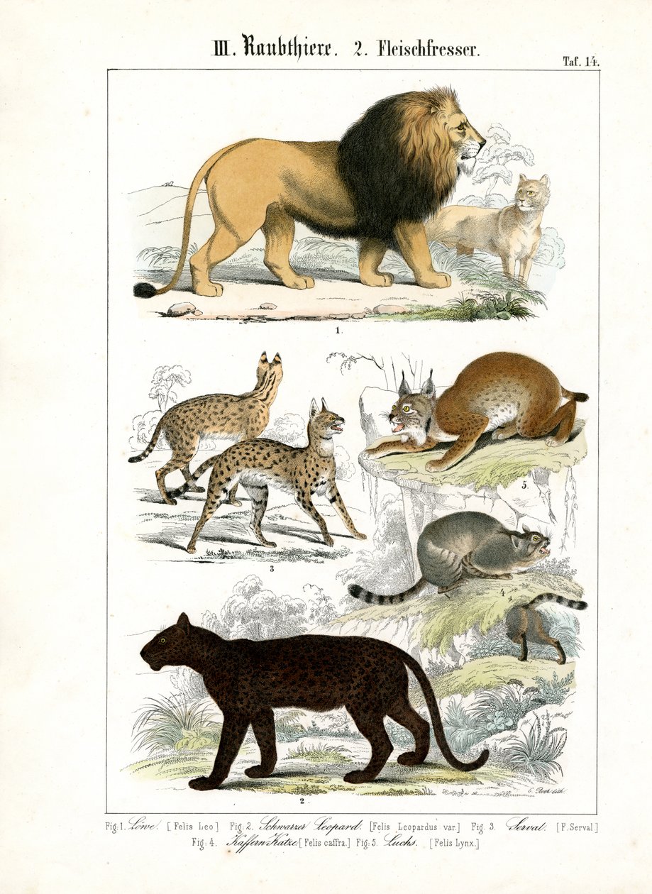 Big Cats and Small Feline Species by C. Roth