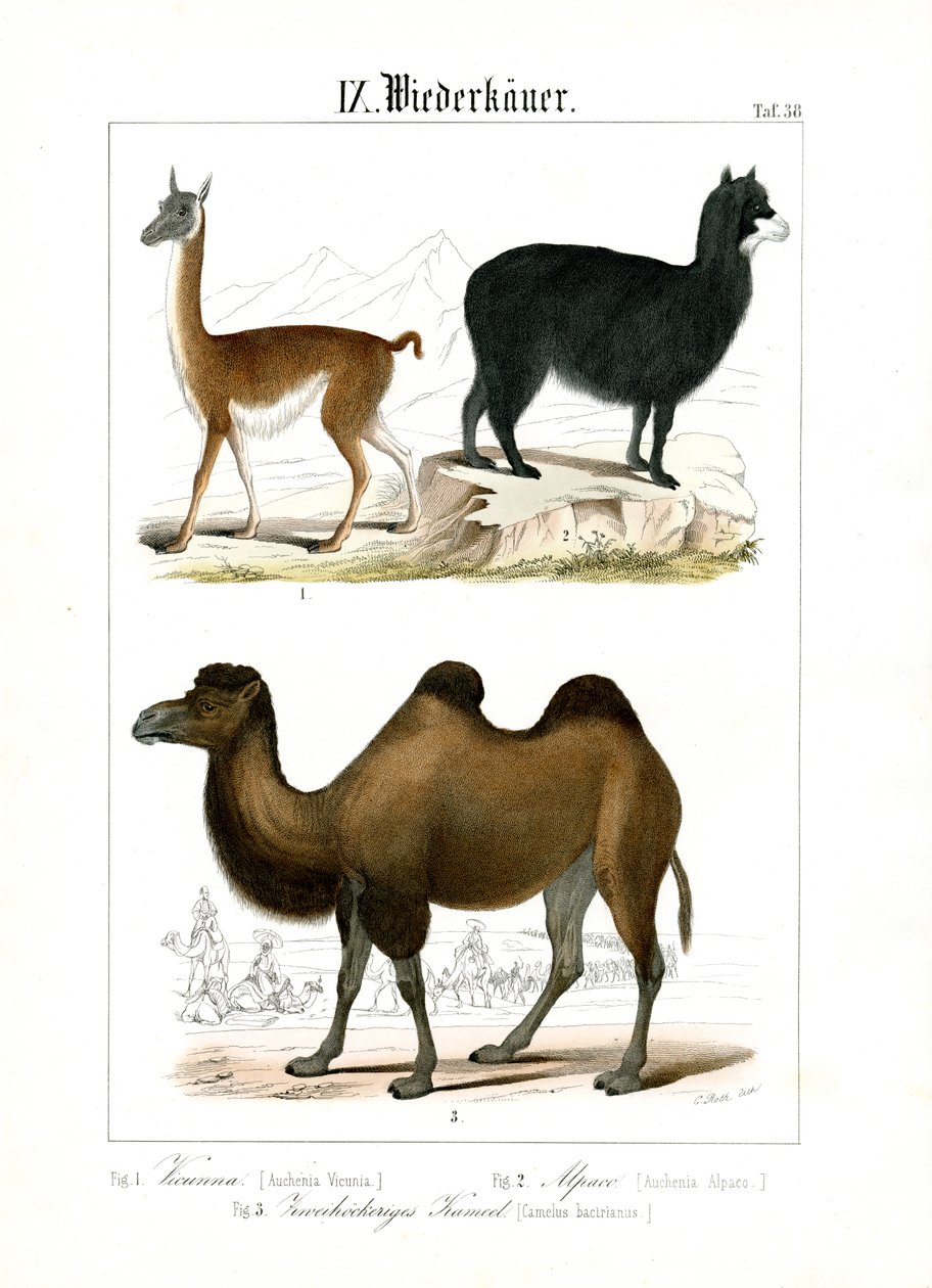 Camelids from South America and Asia by C. Roth
