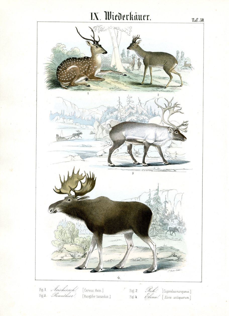 Deer Species from Various Habitats by C. Roth