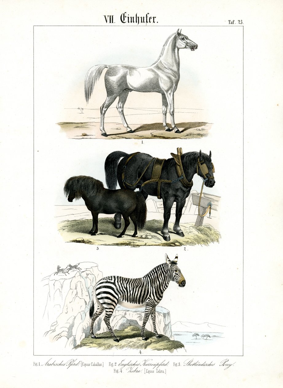 Equines: Horses and Zebra by C. Roth