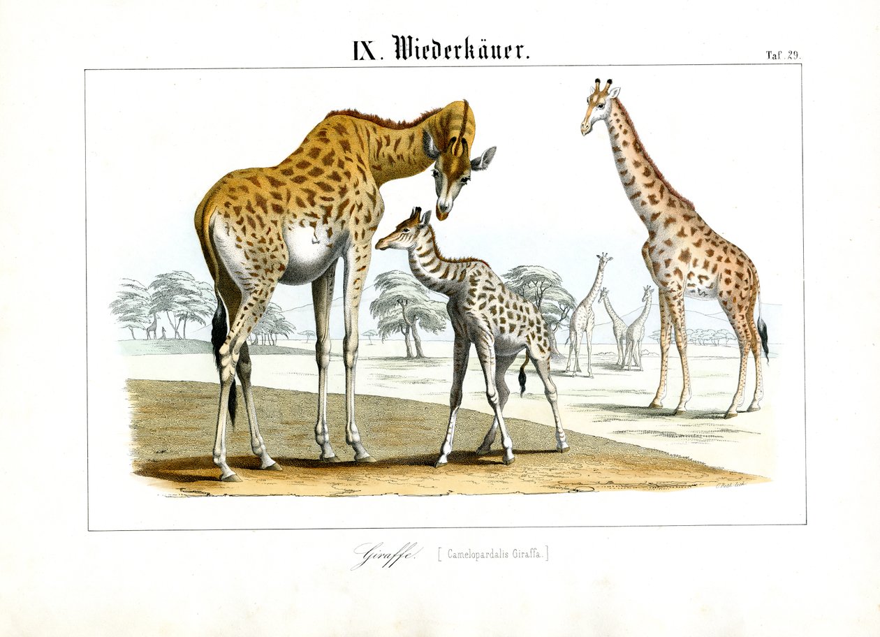 Giraffes in the African Savanna by C. Roth