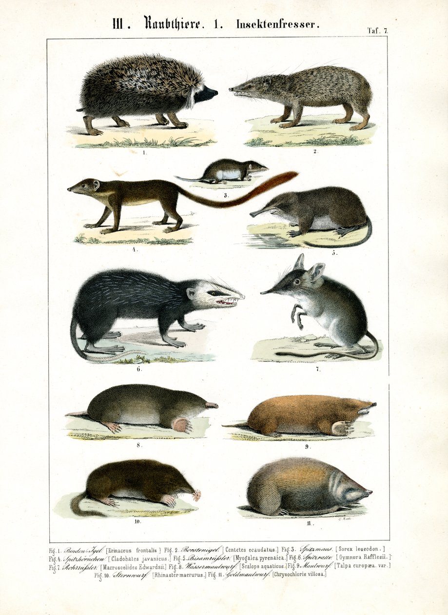 Insectivorous Mammals by C. Roth