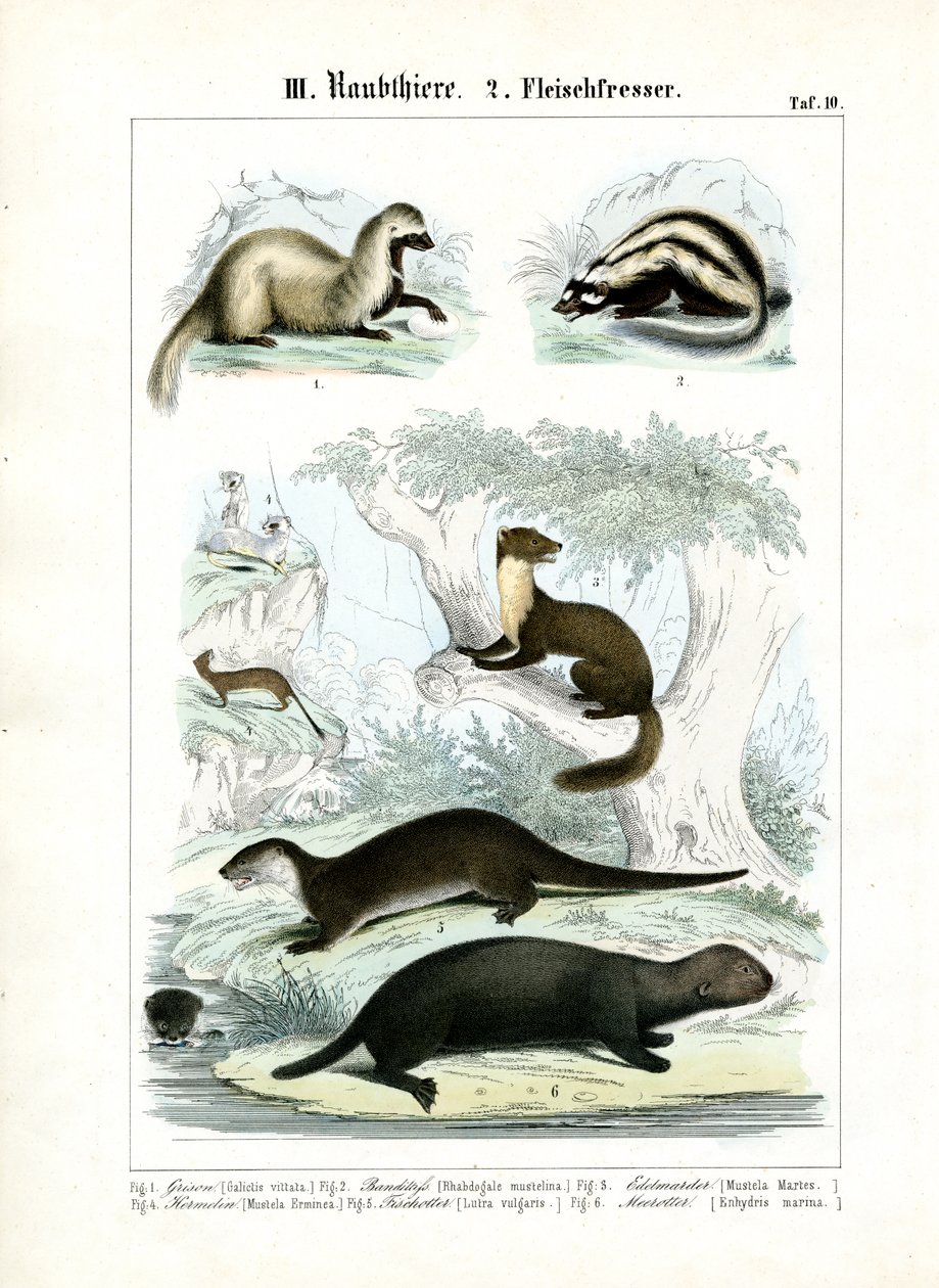 Martens and Otter-like Carnivores by C. Roth