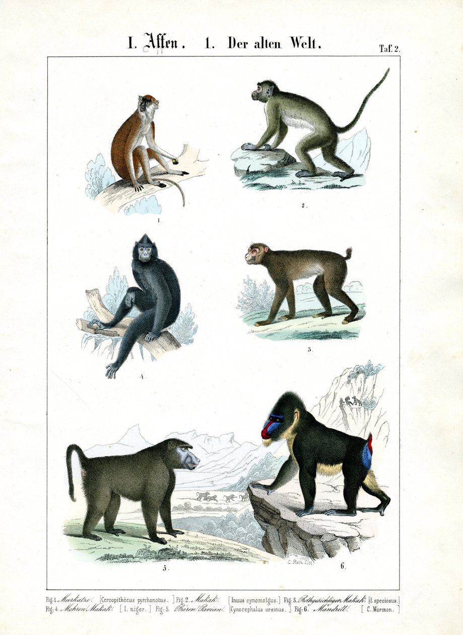 More Monkey Species of the Old World by C. Roth