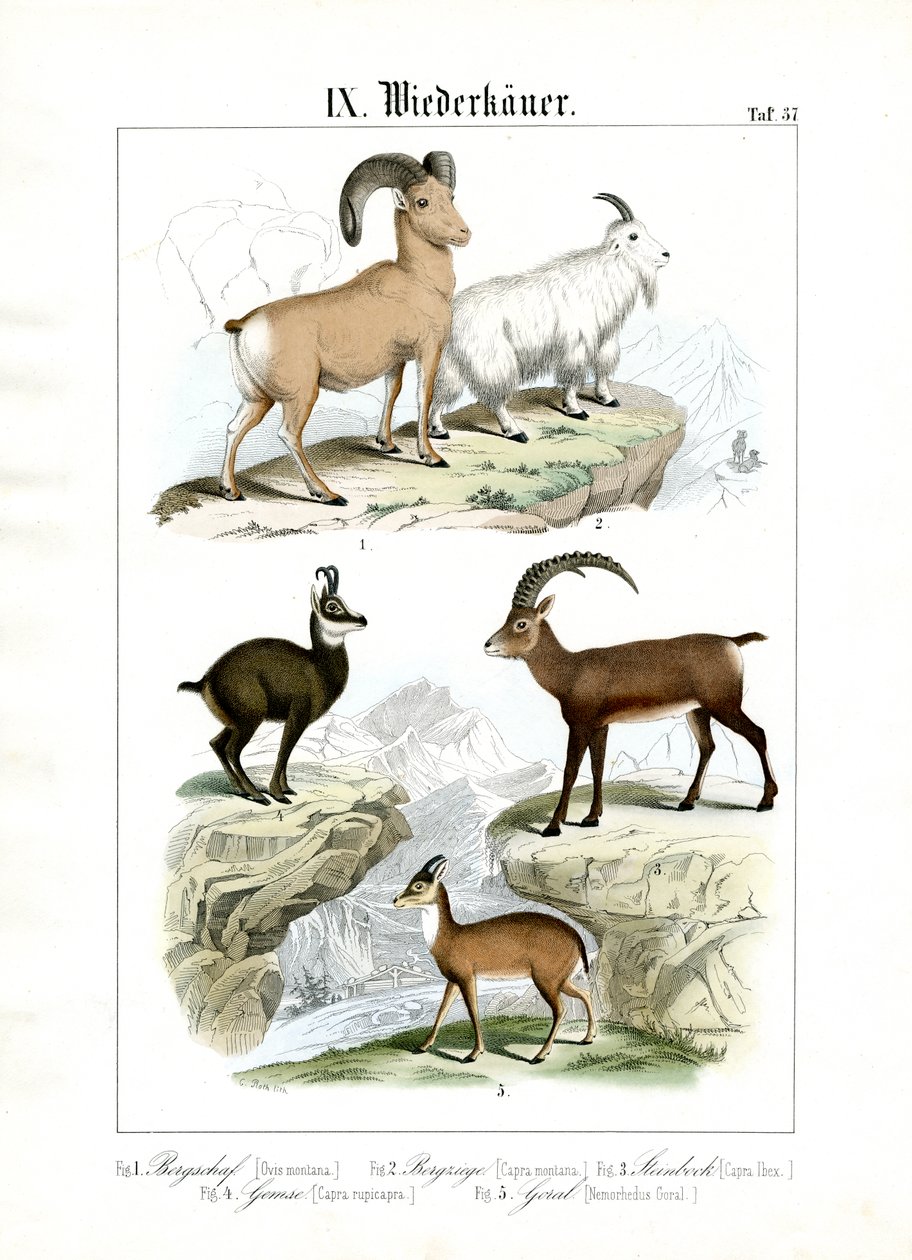 Mountain-Dwelling Ruminants by C. Roth
