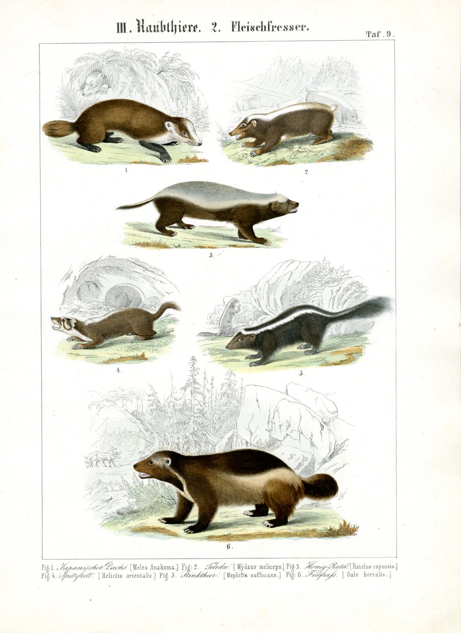 Mustelid Carnivores by C. Roth