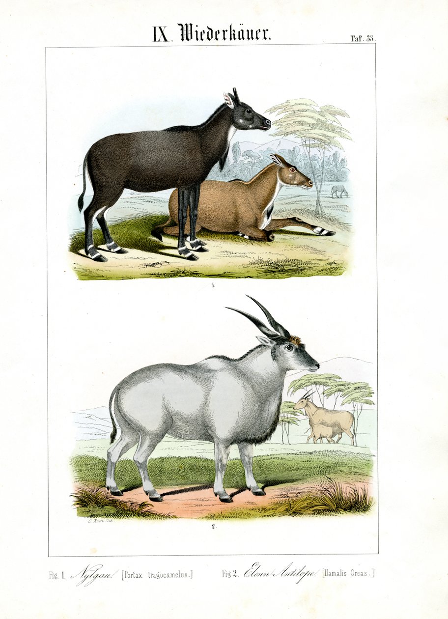 Nilgai and Eland Antelope by C. Roth