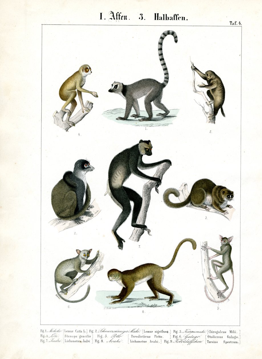Prosimians and Lemurs by C. Roth