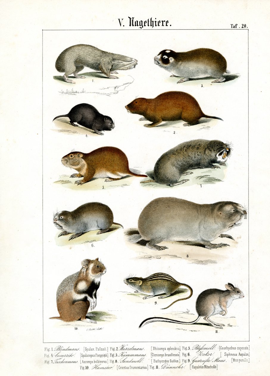 Rodents and Their Morphological Adaptations by C. Roth