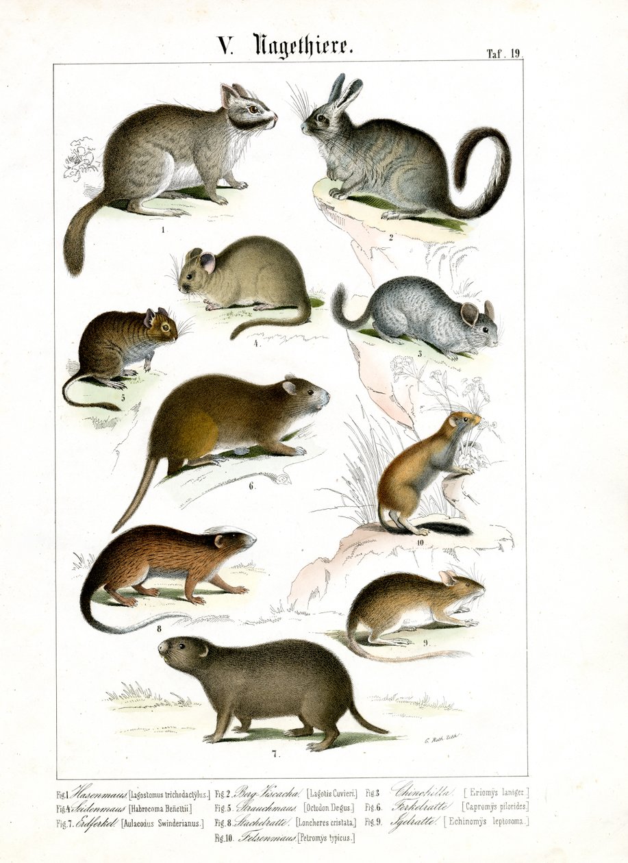 Rodents from Various Continents by C. Roth