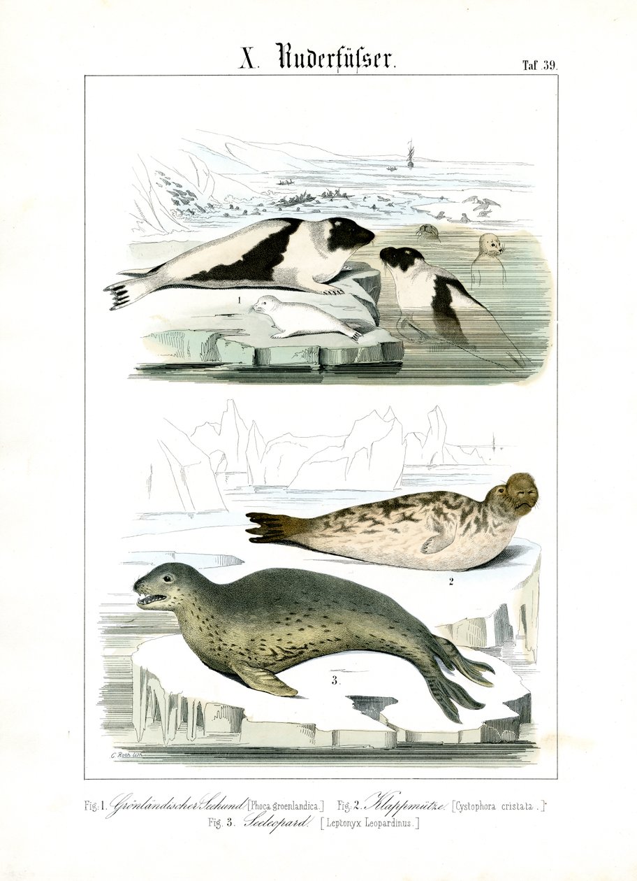 Seals of Arctic Waters by C. Roth