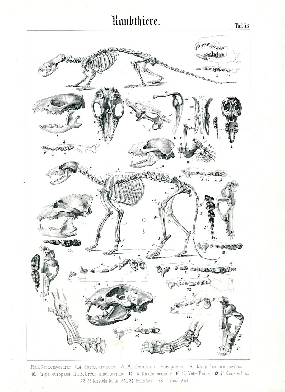 Skeletons and Skulls of Carnivores by C. Roth