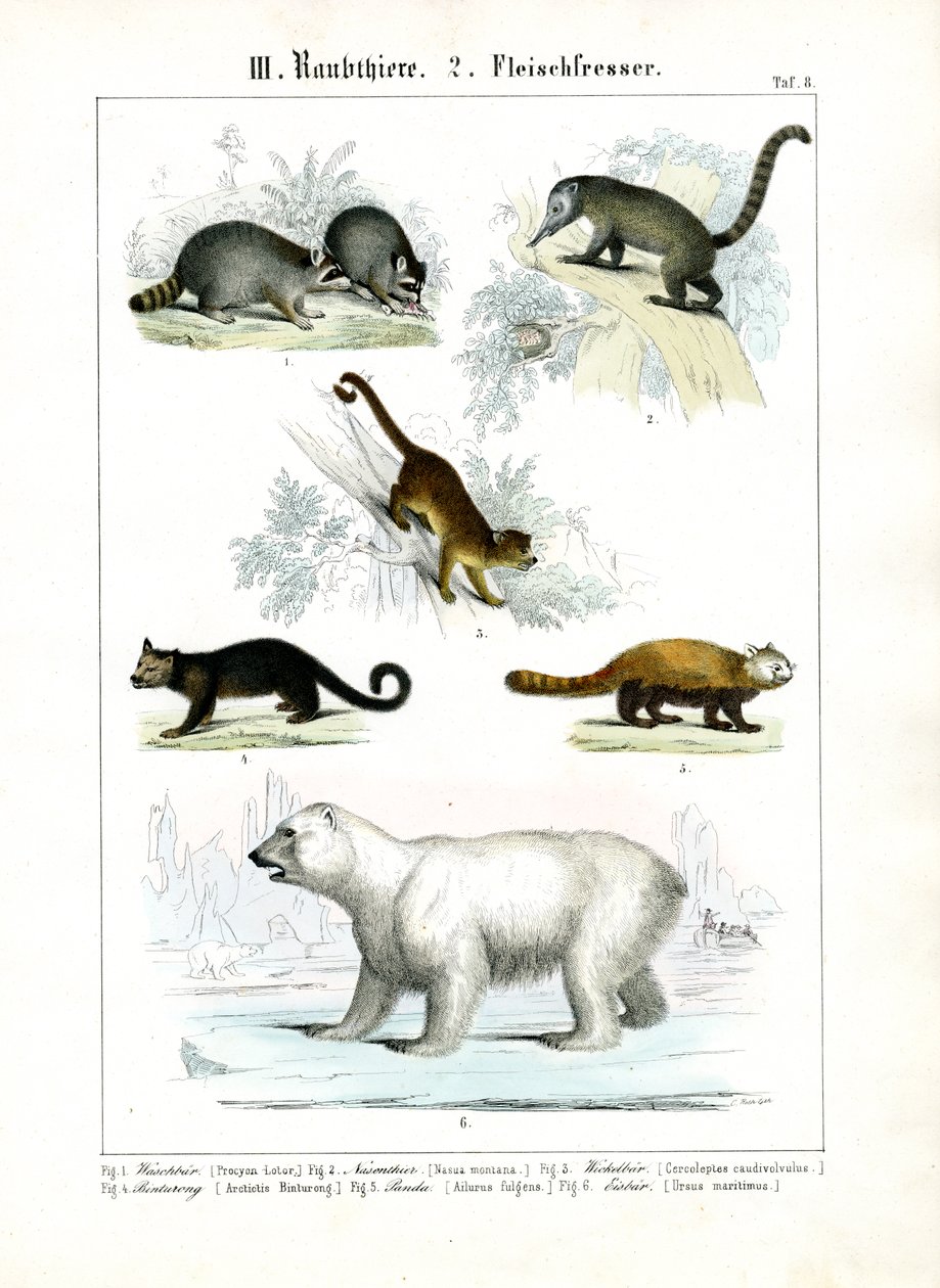 Small Carnivores and Polar Bear by C. Roth