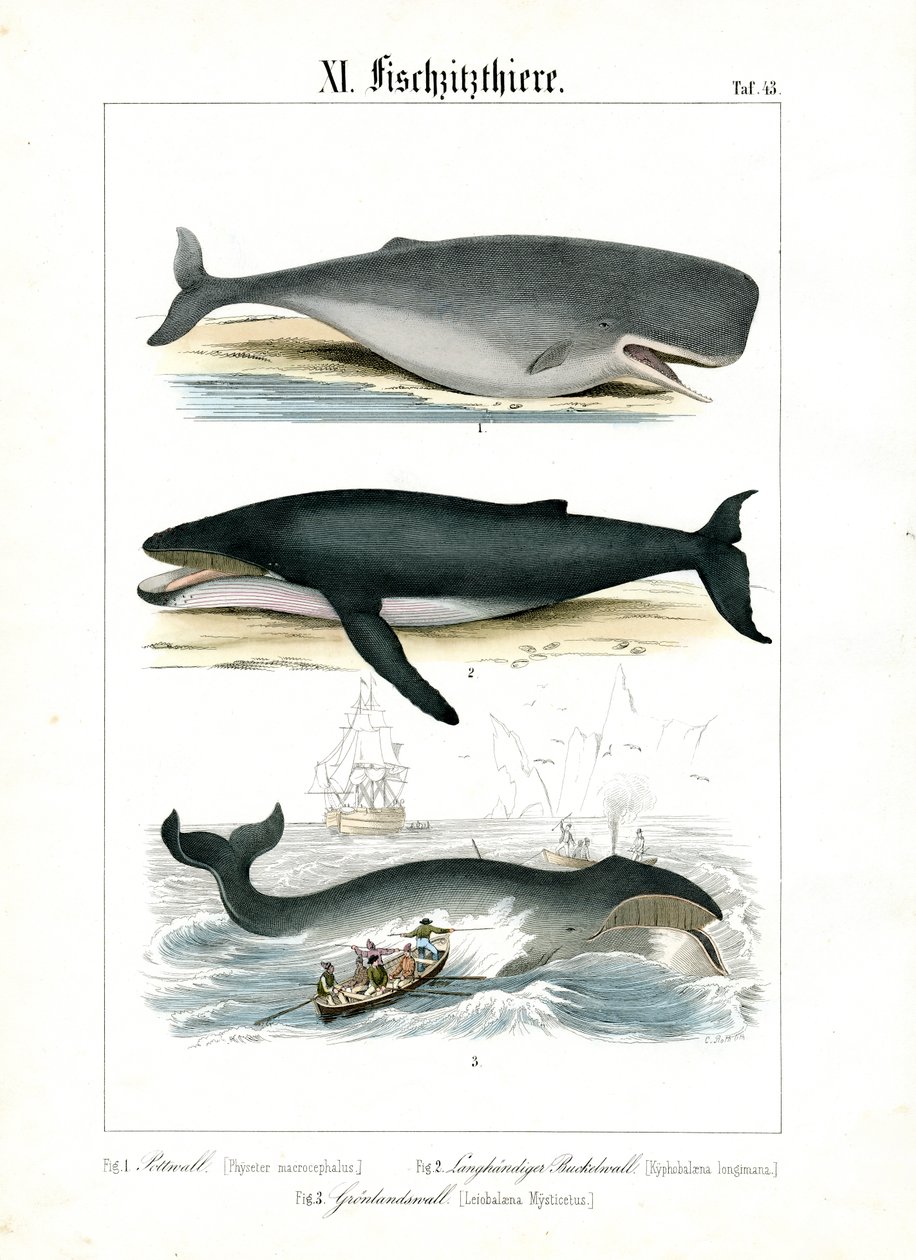 Sperm Whale, Humpback Whale and Whaling by C. Roth