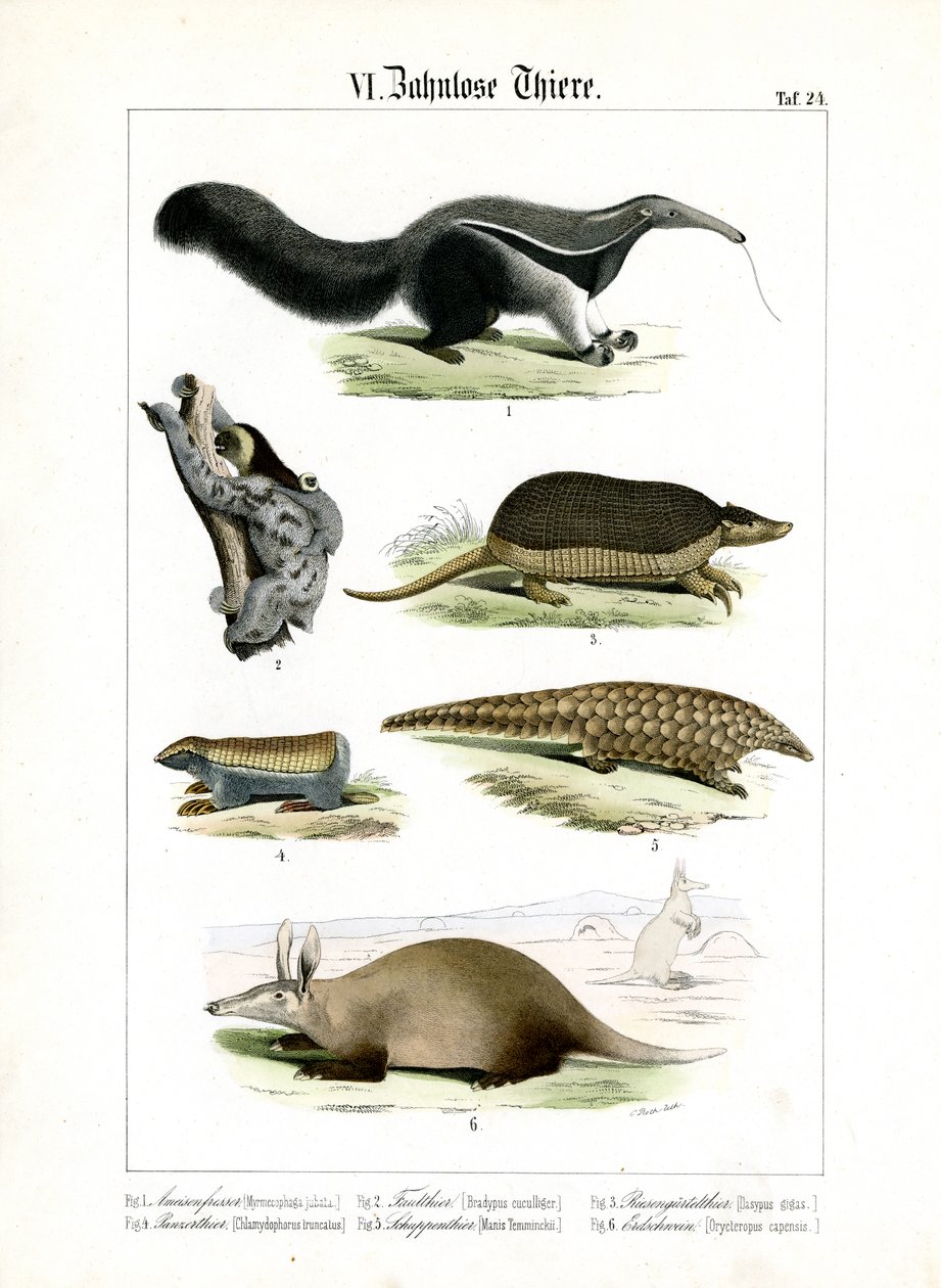 Toothless Animals: Anteater, Sloth and Armadillos by C. Roth