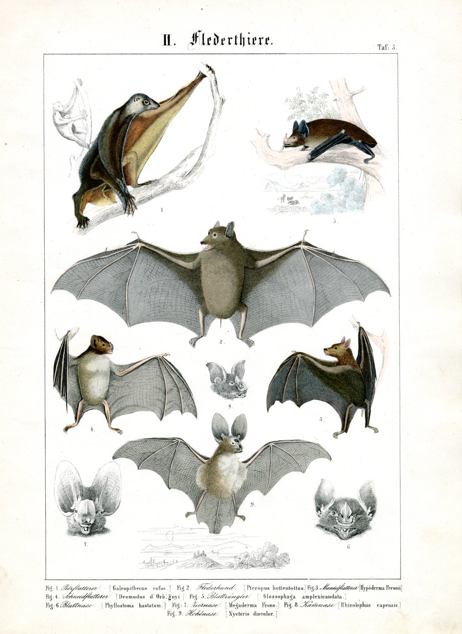 Various Bat Species by C. Roth