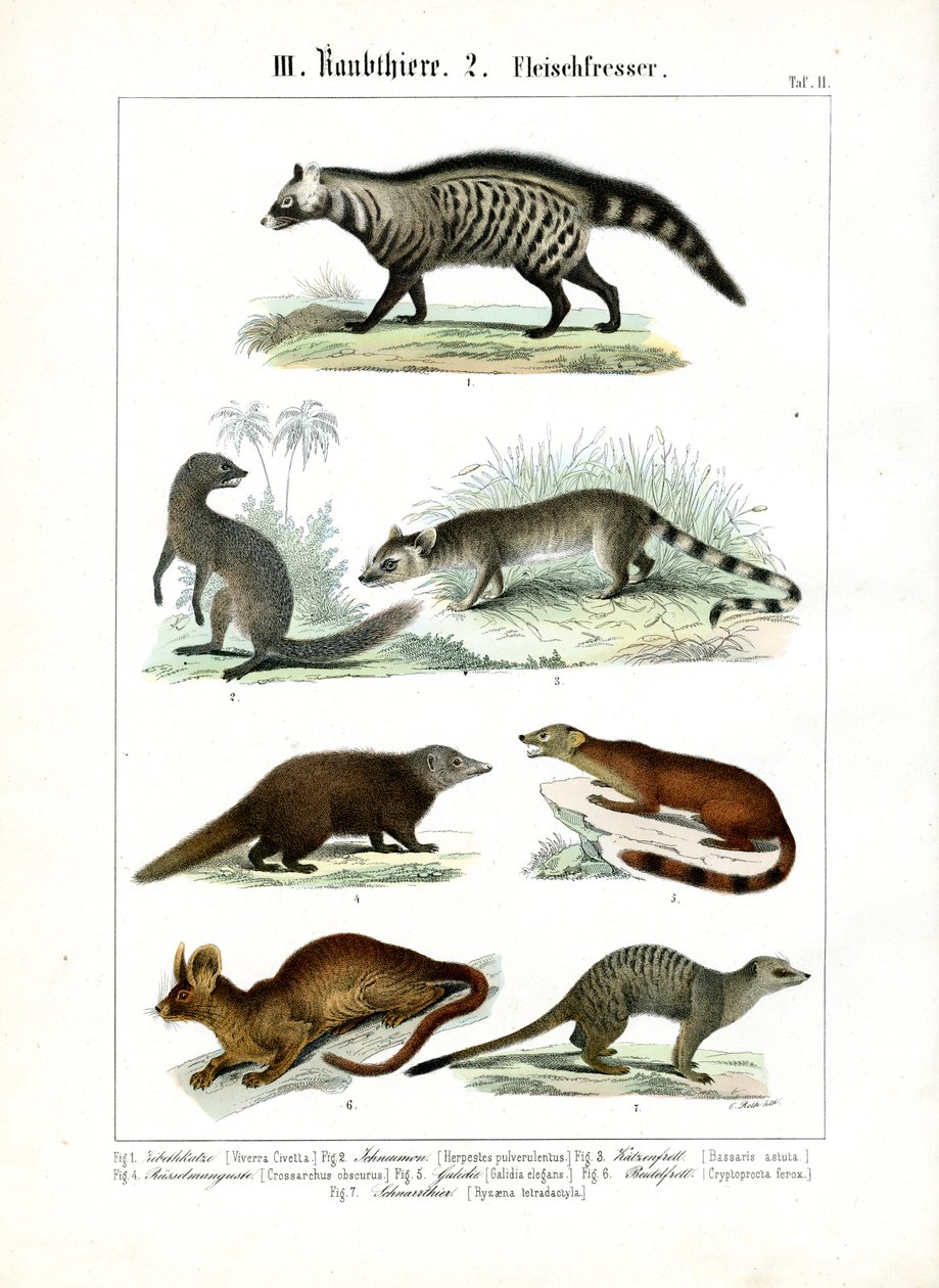 Various Carnivores from the Civet and Mongoose Families by C. Roth